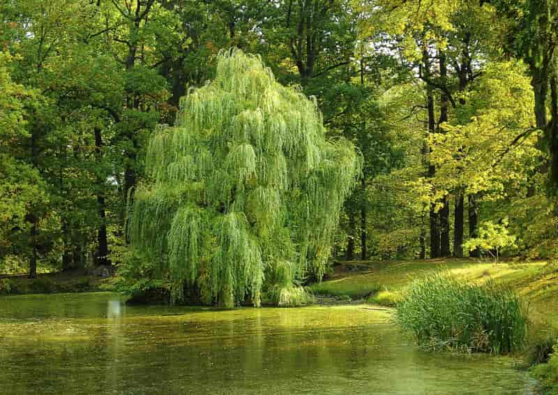 Albero del salice | Ialuronico Milano
